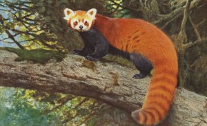 Vörös Panda 1900 körül